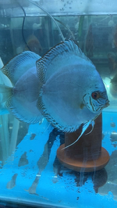 七彩神仙鱼老虎狗