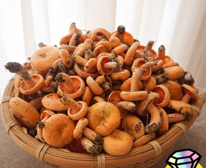 九月香,枞树菌,纯野生27元包邮