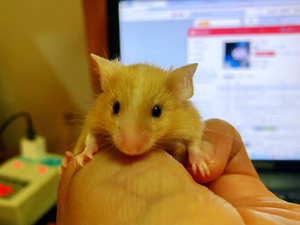 000人付款淘宝自家饲养的正脸小金鼠/小白鼠/缎子鼠