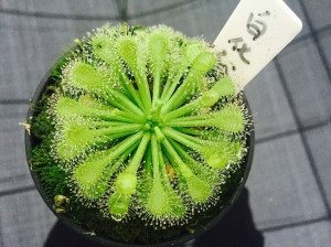 白化绒毛茅膏菜 中苗 直径2-3厘米