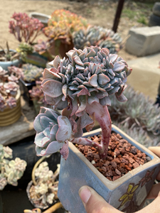 滨海缀,造型好看带龙头,滨海也是带粉的多肉,出状态很仙蓝白色