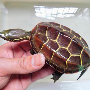 红壳金线龟招财镇宅中华草龟外塘自养乌龟