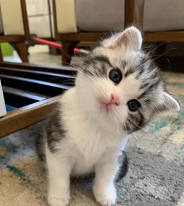 自己家的起司生的小猫咪,起司幼崽很可爱,非常的黏人.现在已经