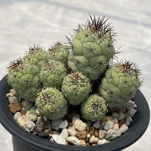 000人付款淘宝仙人球帝王丸,实生三头群,全露养