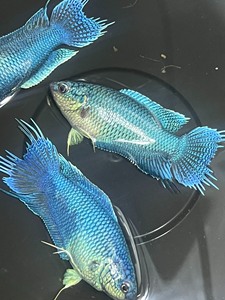 爆卵对图无纹蓝母鱼，20元1条，尺寸6-8cm，蓝度高