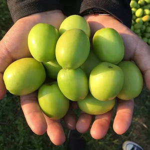 【新疆青枣】新疆青枣品牌,价格 - 阿里巴巴