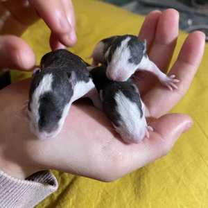 双卷花枝鼠宝宝有人喜欢吗