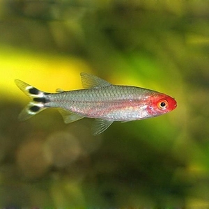 红鼻剪刀鱼草缸群游热带鱼亚洲红鼻观赏鱼