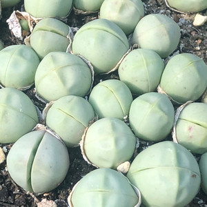 【金玲玉生石花】金玲玉生石花品牌,价格 - 阿里巴巴