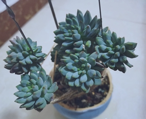 多肉植物:青苹果,老桩,自己在阳台上养的,比较皮实好养,因为