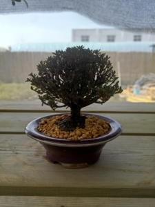 日本杜鹃早乙女小町