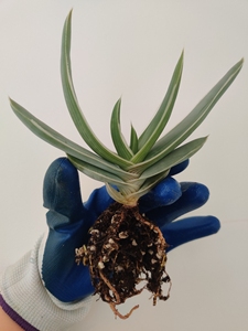 银芳锦芦荟┆一物一拍┆aloe striata