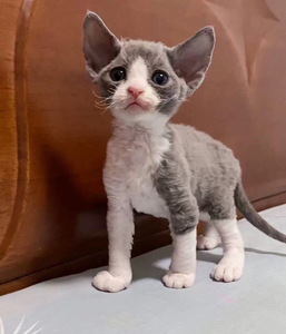 tb6032995_2012淘宝低价处理三只猫宝宝,高地长毛蓝猫,短毛灰白蓝猫