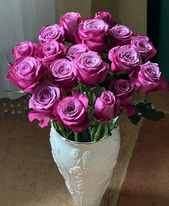 波斯王子 切花玫瑰月季  扦插苗