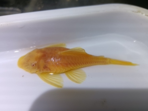 黄金胡子种母鱼