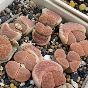 岛田 朱唇玉 生石花 种荚种子