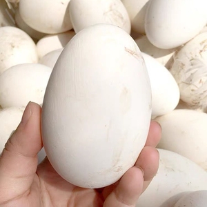 农家营养鹅蛋