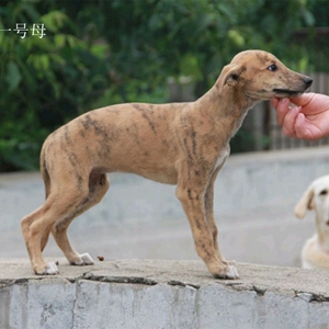 抓兔子狗猎兔犬