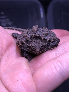 0 爆刺 大小杂鳄龟 变异大鳄小鳄龟 纯佛中美北美