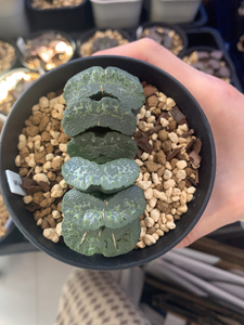 000人付款淘宝欣赏拿出来66不出写乐系酒乐玉扇浓绿纹明显小苗带大