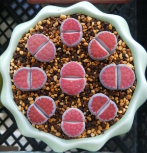 生石花 冰橙 朱唇  红窗  topred