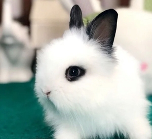 两个月左右 凤眼猫猫兔 武汉范湖自提