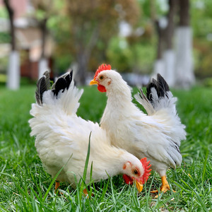 泰国矮脚鸡 矮脚鸡 白桂矮脚鸡 宠物鸡 观赏鸡 种蛋 鸡苗