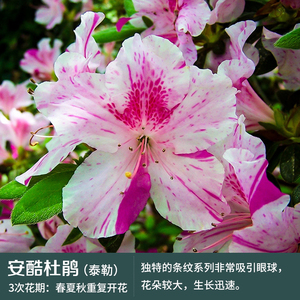 安酷杜鹃 泰勒,红皇冠,天使,康乃馨,夕阳,王妃