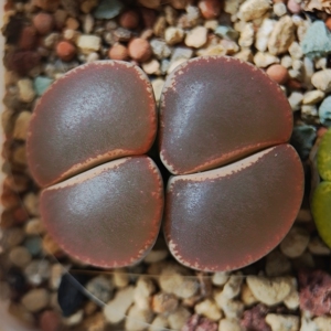 75生石花 极品和田玉 c153双头大母本