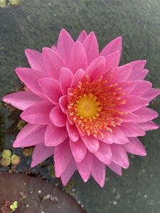 耐寒睡莲山莓,带花苞大苗,粉蓬蓬20.天气太热了,只发川内