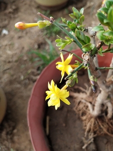 三台迎春花盆景