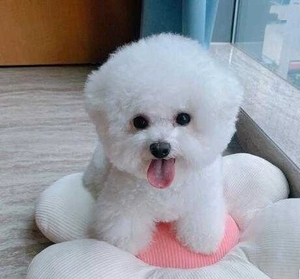 比熊幼犬宠物纯种长不大小体家养纯种小狗狗狗