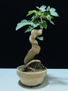 000人付款淘宝宫样枫,宫祥枫盆景盆栽 福利价