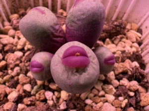 000人付款淘宝1380b小红嘴肉锥,园艺8头群生株,有两三个头爆头了我没