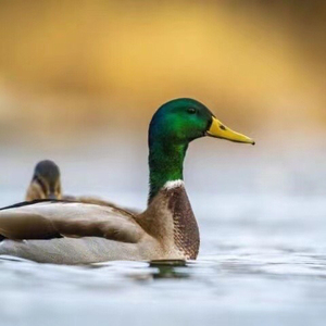 促销清场绿头鸭苗野鸭半大绿头鸭鸭苗一斤野鸭半大野鸭绿头