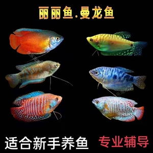 【包邮包活到家】五彩七彩招财丽丽鱼曼龙观赏鱼耐活鱼热带淡水鱼