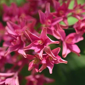 新品许愿星绣球大花重瓣可调色粉色蓝紫色鲜花盆景植物盆栽许愿星