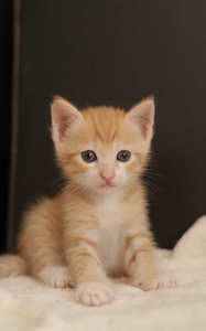 橘猫幼崽幼猫,小猫咪公母都有.色泽金黄虎头虎脑.三月龄以内粘