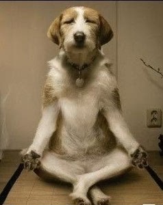 哮天犬,又名天狗,二郎神身边圣兽,到我家偷看西游记,被我逮到