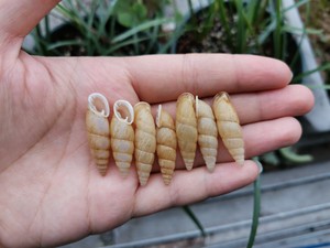 基生瘤管螺指名亚种,烟管螺陆贝蜗牛不是青城山那个亚种,这种壳