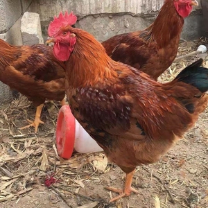 脱温鸡批发-淘宝拼多多热销脱温鸡批发货源拿货 阿里巴巴货源