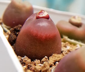 红宝石1804毛汉尼三年多带种荚,与密纹安贞授粉,尺寸1.