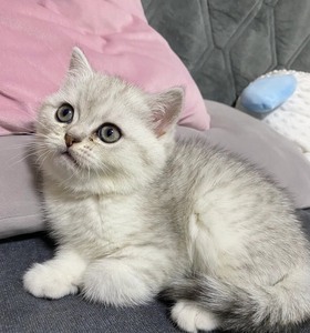 家养可爱多小幼猫银渐层 自己会吃猫粮 会用猫砂 疫苗驱虫都有