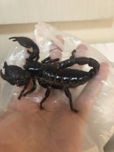 非洲雨林蝎,大黑蝎成体母,肛12(玩具)