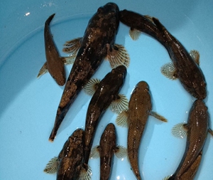 000人付款淘宝新鲜呆子鱼 笋壳鱼小河鱼塘鳢鱼沙塘鳢 土步 杀好发货