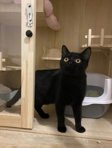 猫黑猫活体中华田园猫给猫咪找新家,纯黑可爱的小猫咪,需要可带