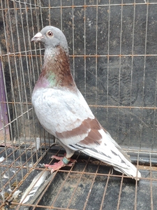 比利时原环,红二线雄,胡本家族.鸽友上岸清棚种鸽,翅膀破风好