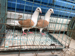 观赏鸽子蝴蝶背