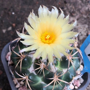 000人付款淘宝天司丸仙人球美刺球美刺球露养皮实的萝卜根,六七公分