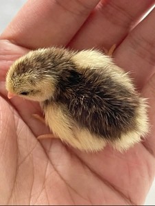 00同款货源东村王阿花淘宝白桂鸡崽预订中,一个月苗3只100,两个月